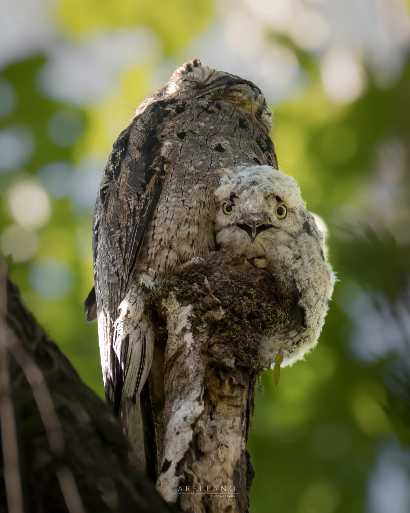 Common potoo bird spotted in Arenal, Costa Rica