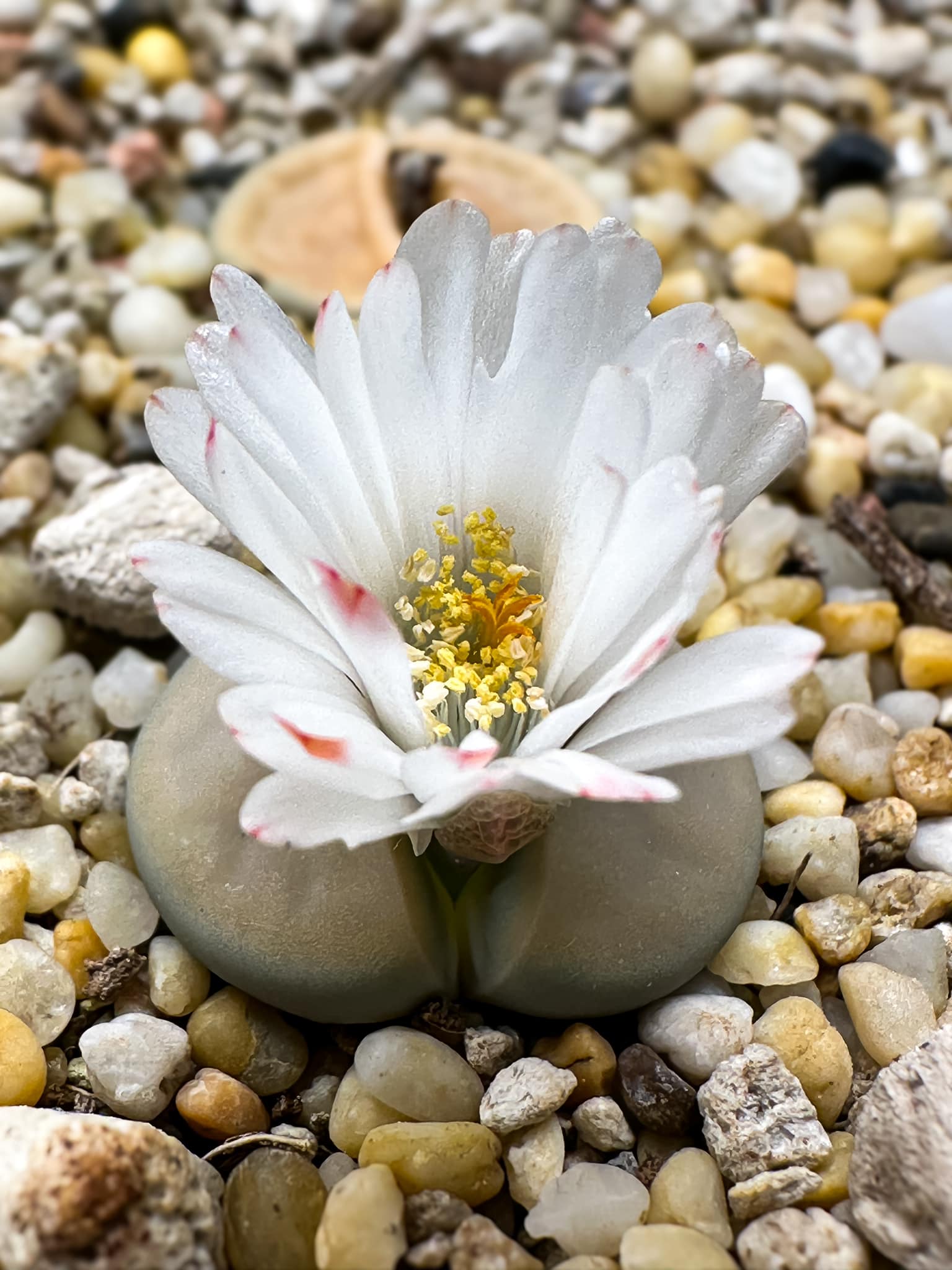 Lithops Julii 