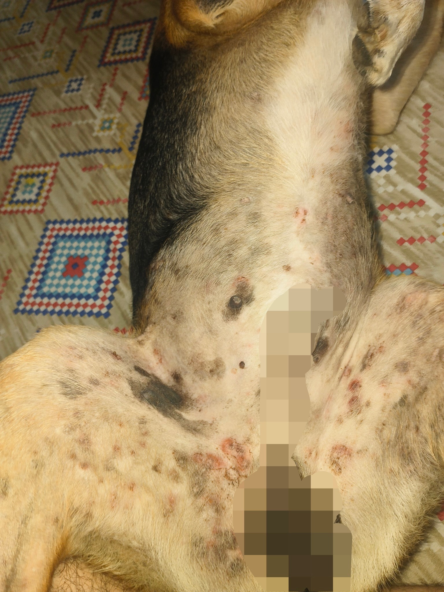 How to Treat Dog Skin Infection at Home: Expert Tips