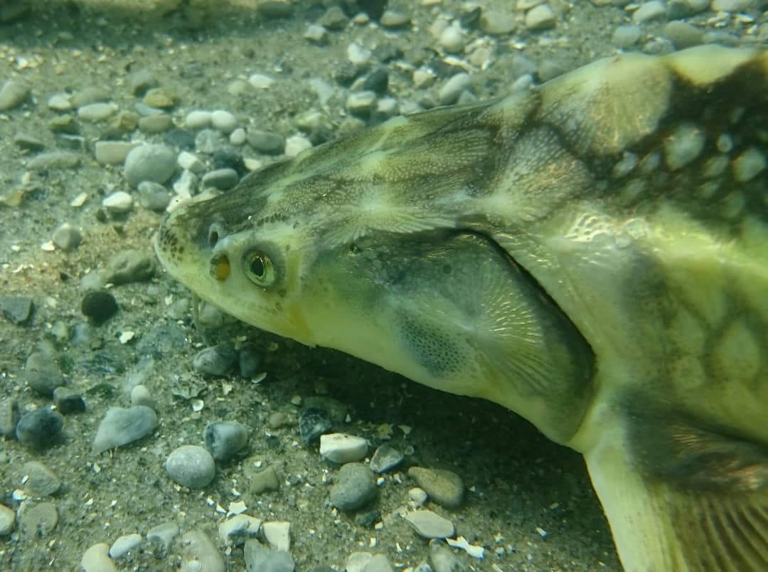 Danube Sturgeon Task Force - Portrait of a Russian sturgeon in Crystal ...