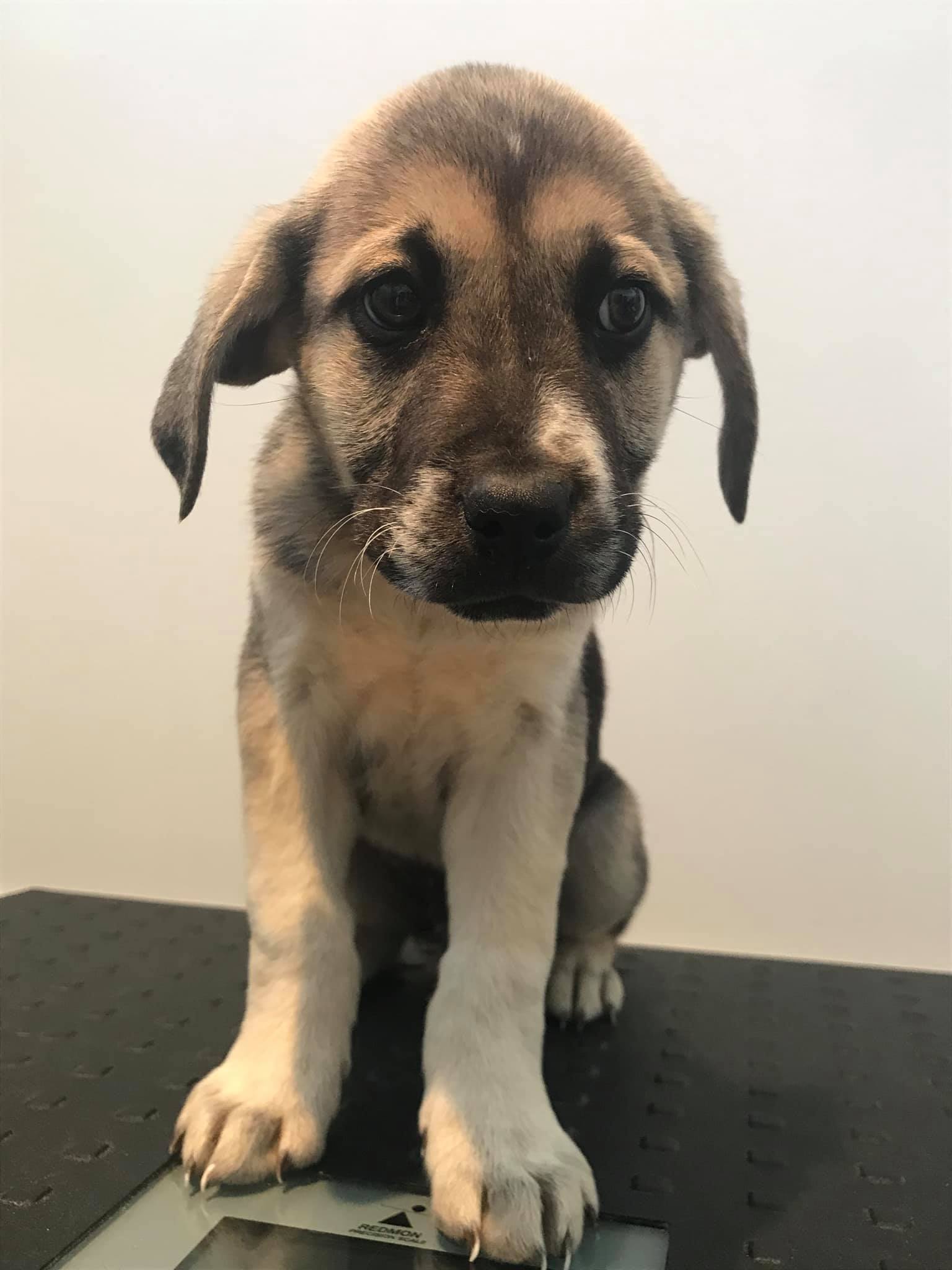 Meet our Paw Patrol... - SCAR-Southern Cross Animal Rescue | Facebook