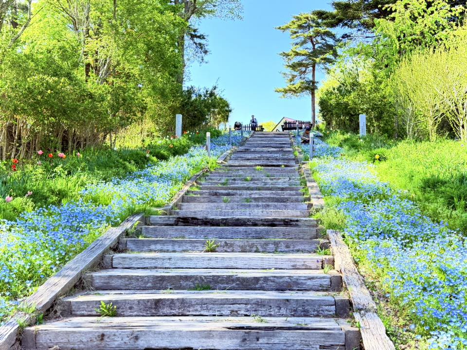 2026.4.25 富山•氷見あいやまガーデン 「富山に”青い絶景”を