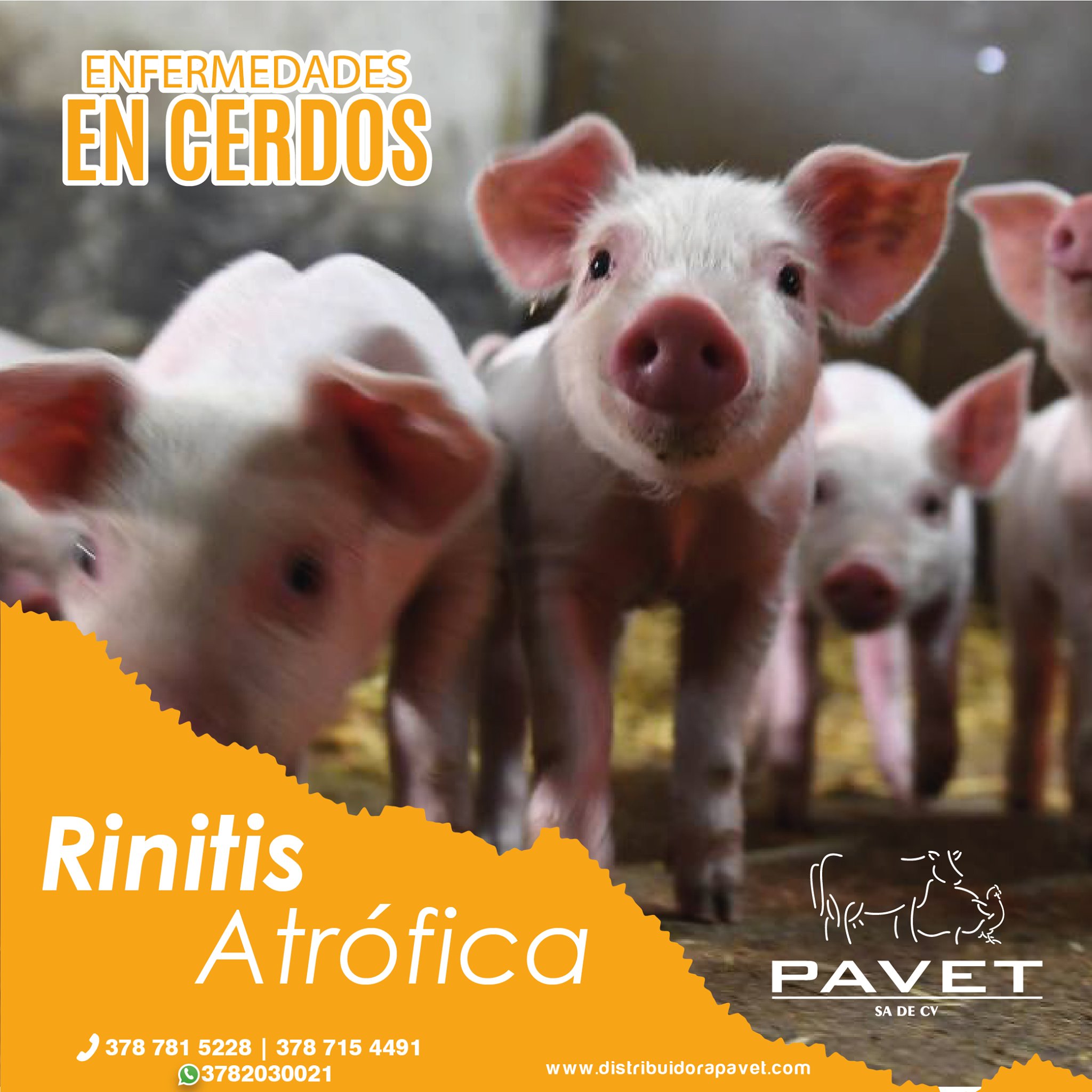 Pavet - La rinitis atrófica es una enfermedad infecciosa... | Facebook