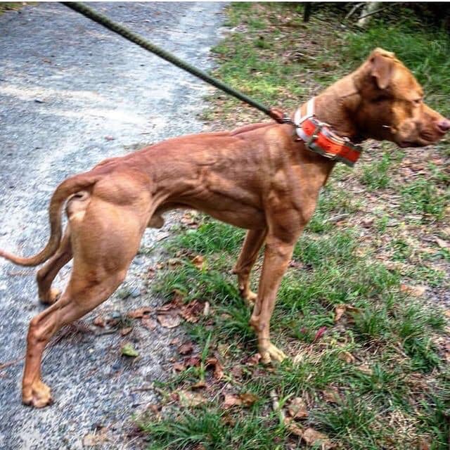 REAL APBT