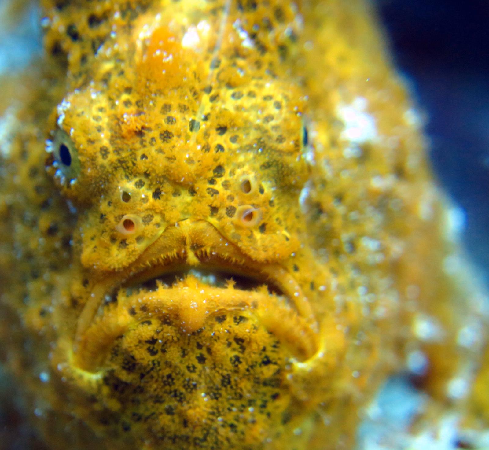 AB-Dive - The Frog fish is one of the most difficult... | Facebook