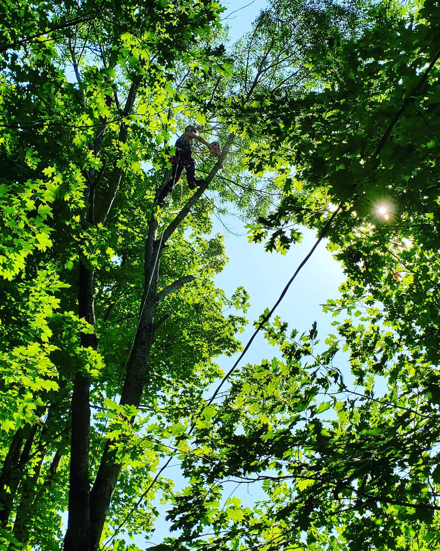 Sound Tree Service