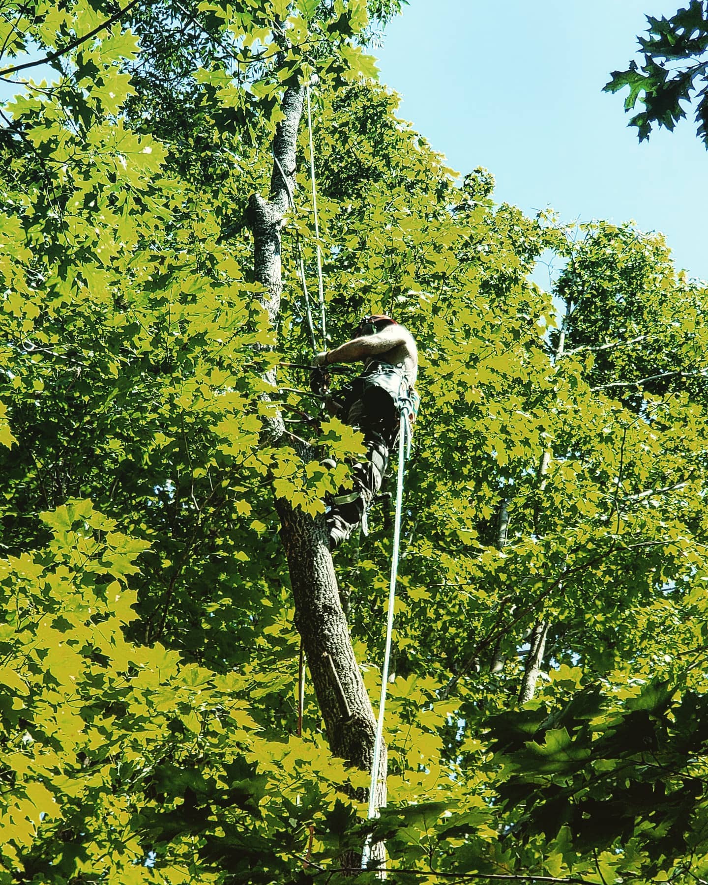 Sound Tree Service