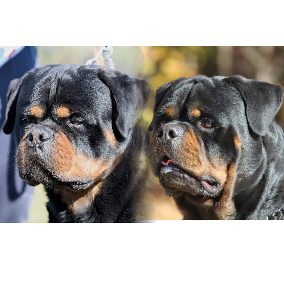 Smokehouse16 Rottweilers added... - Smokehouse16 Rottweilers