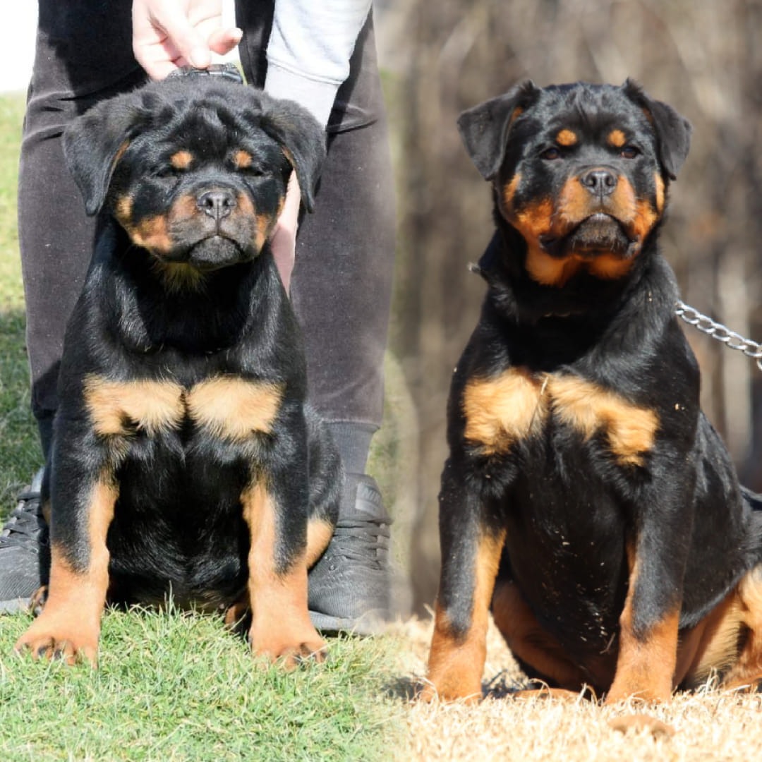 Smokehouse16 Rottweilers added... - Smokehouse16 Rottweilers