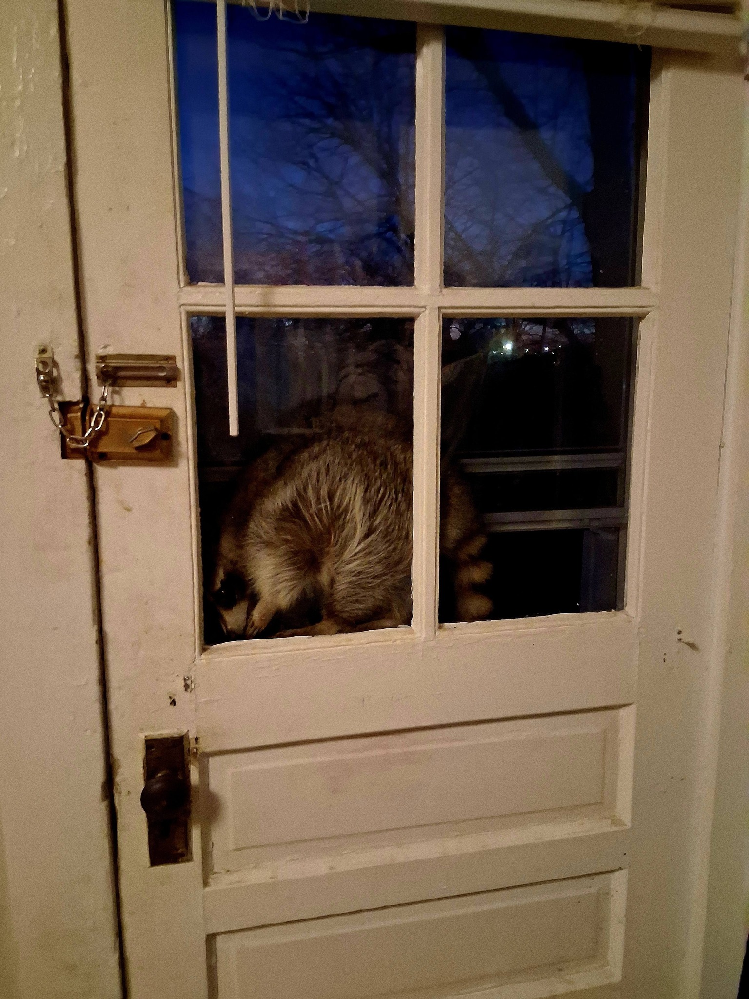 Mary Smith - What in the Racoon freak are you doing sir 😜 🤪 | Facebook
