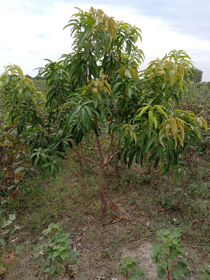 Qazi Faiz Mohammad Rajar Zarai Farm