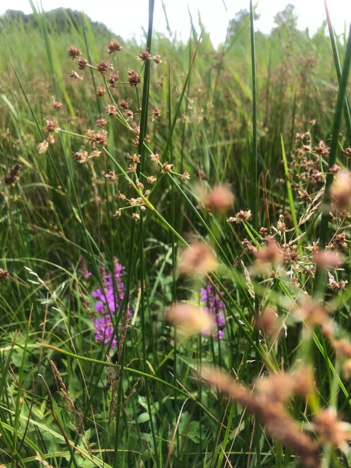 A diverse sward, nothing more ,... - Coopers farm shop | Facebook