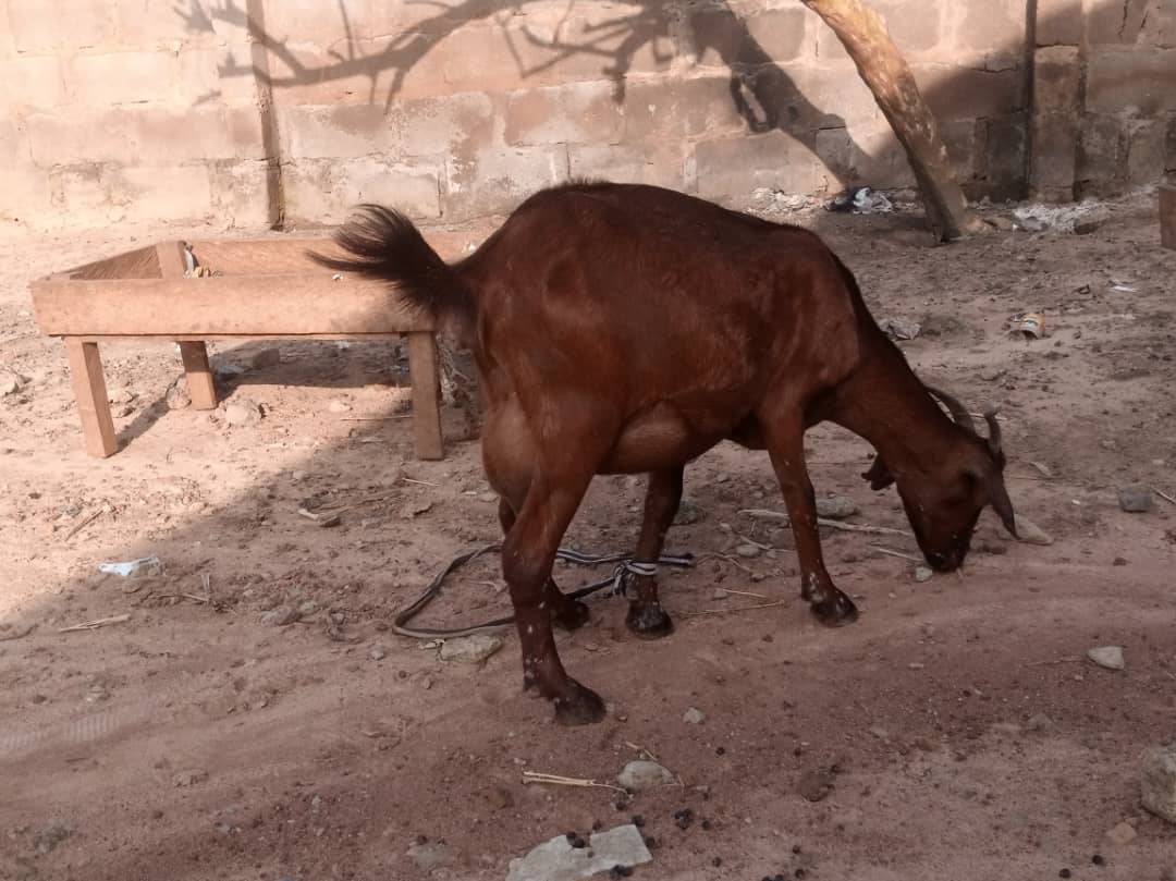 Threshold Farm and Ranch | Ilorin