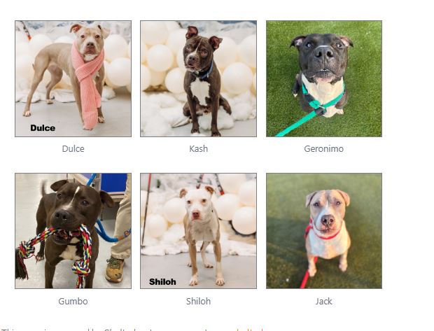 Santiago and Tyson dogs available for adoption at ACCT Philly
