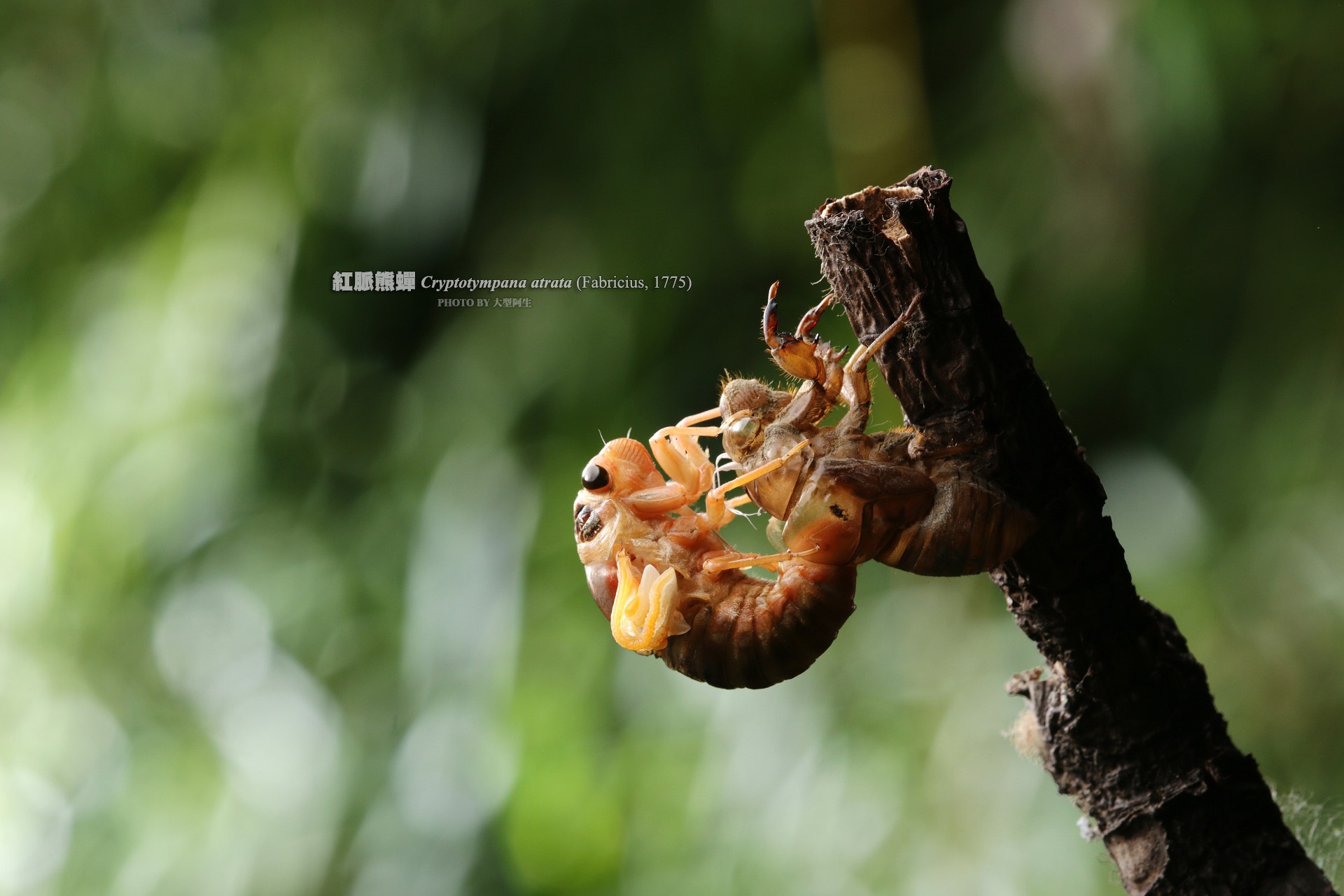 大型阿生 - 《入夜公園》 . 紅脈熊蟬 Cryptotympana atrata (Fabricius,... | Facebook