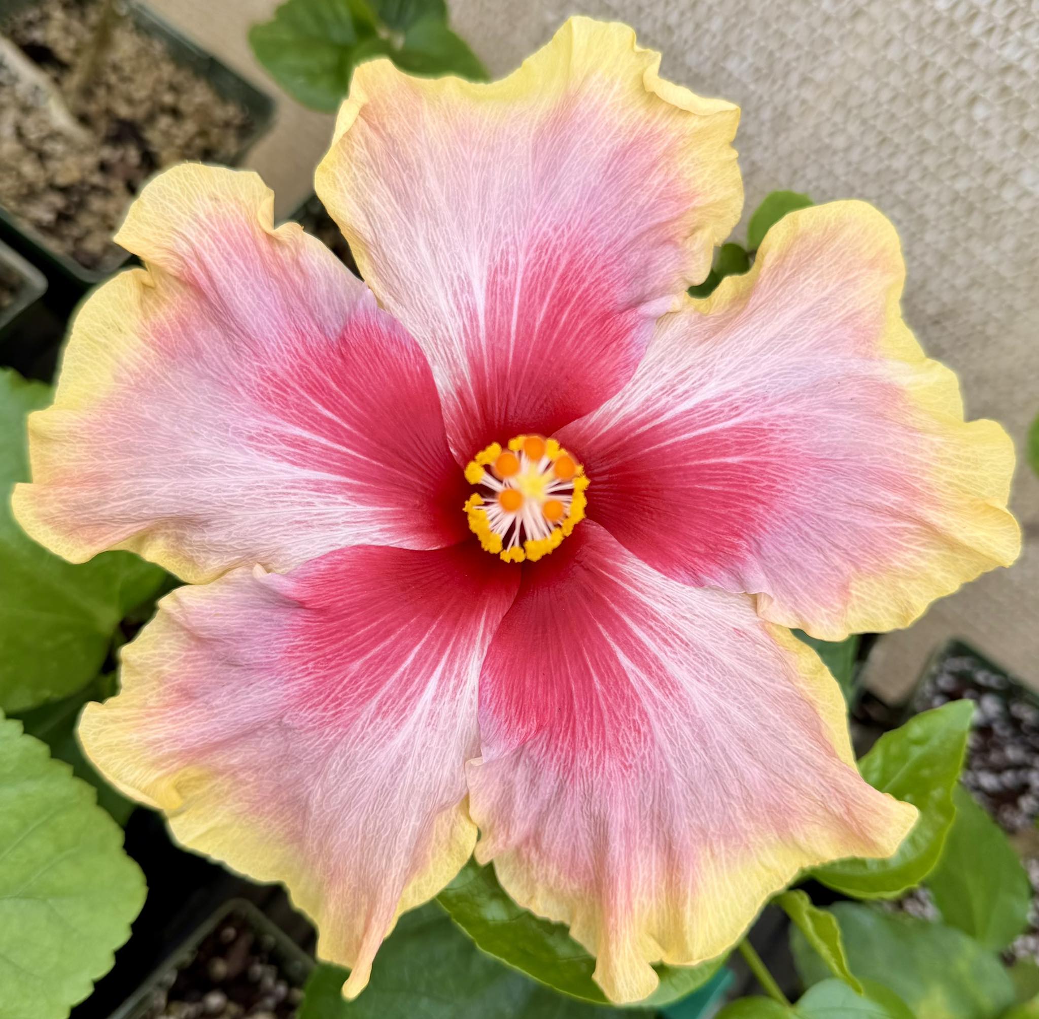 Kiss and Cry hibiscus blooms in Southern California
