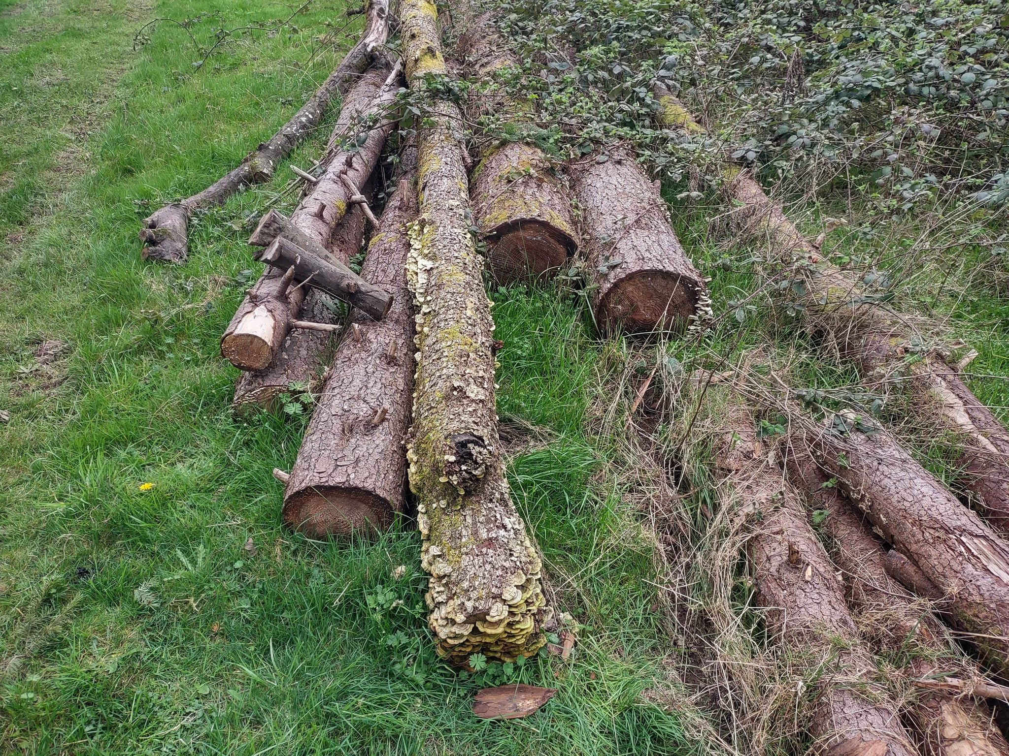Fir logs or rounds - Landscaping Materials - Molalla, Oregon | Facebook ...