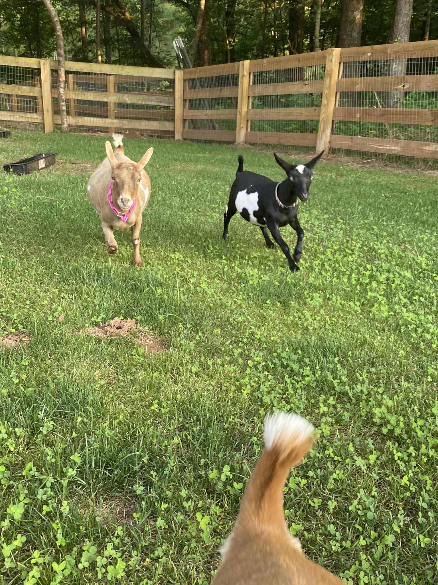 Rolling Thunder Ranch | Canton GA