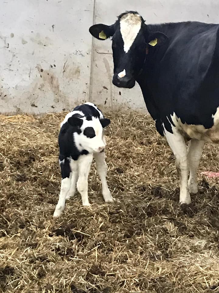 melkveehouderij-de-eeshoeve-doezum