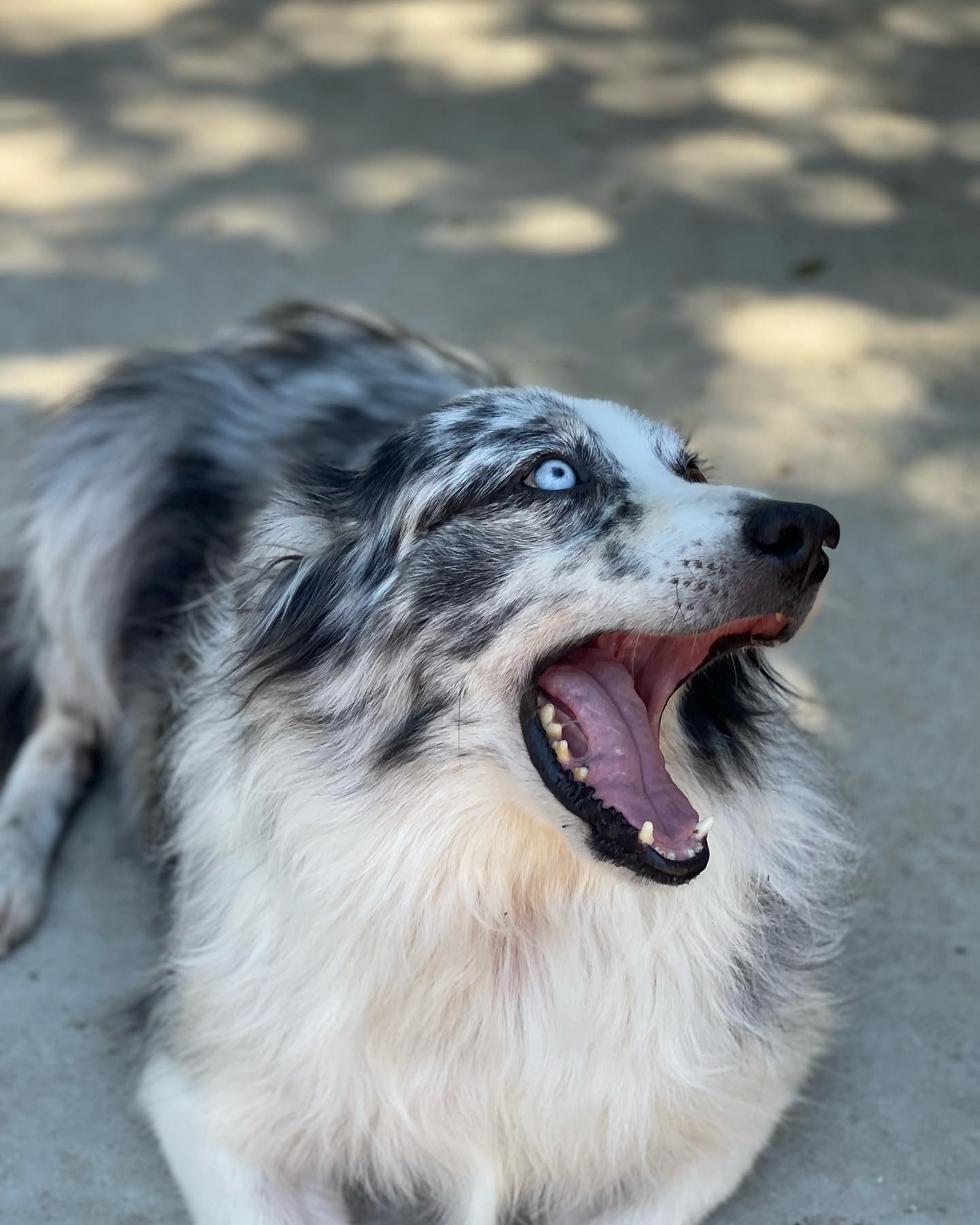HUGE... - Aussie Rescue Networking Group - Santa Barbara | Facebook