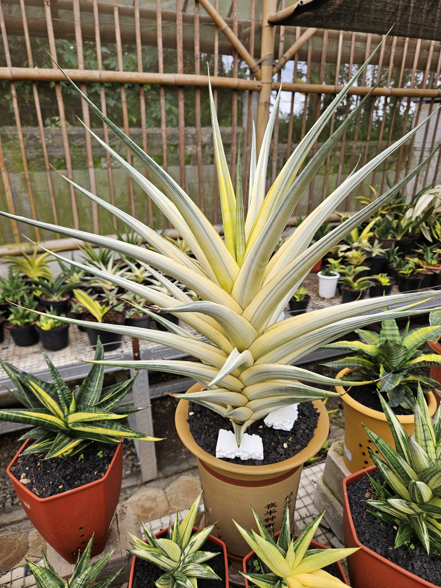 Sansevieria Hybrid 'Snow White'