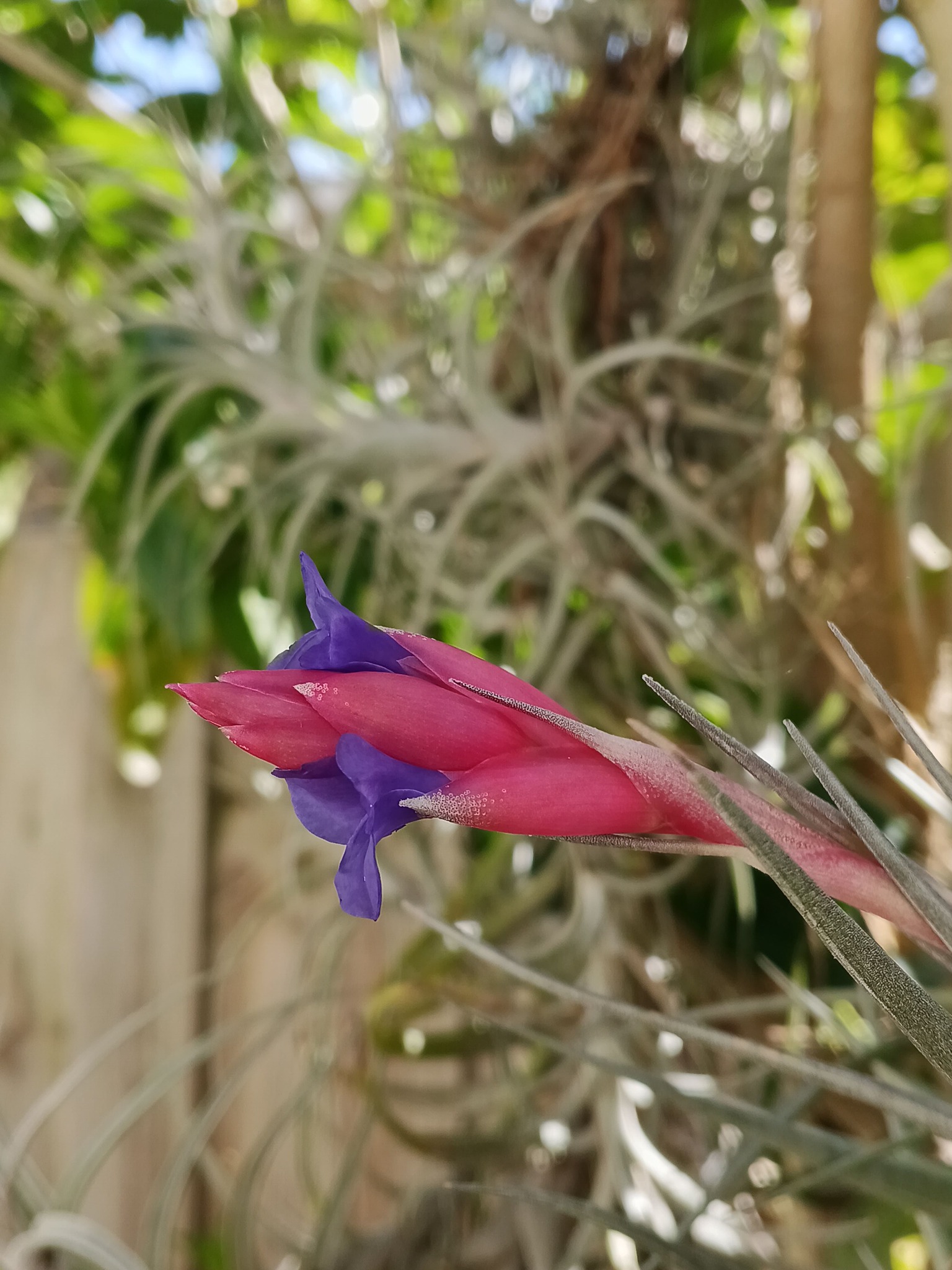 Tillandsia erici