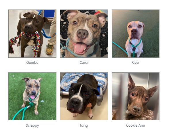 Dogs at risk of euthanasia at ACCT Philly shelter | Philadelphia, PA