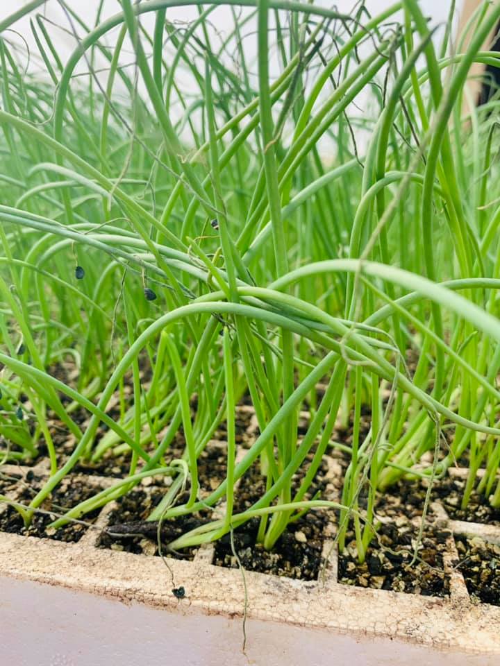 Benlite Seedlings | Harare African Township