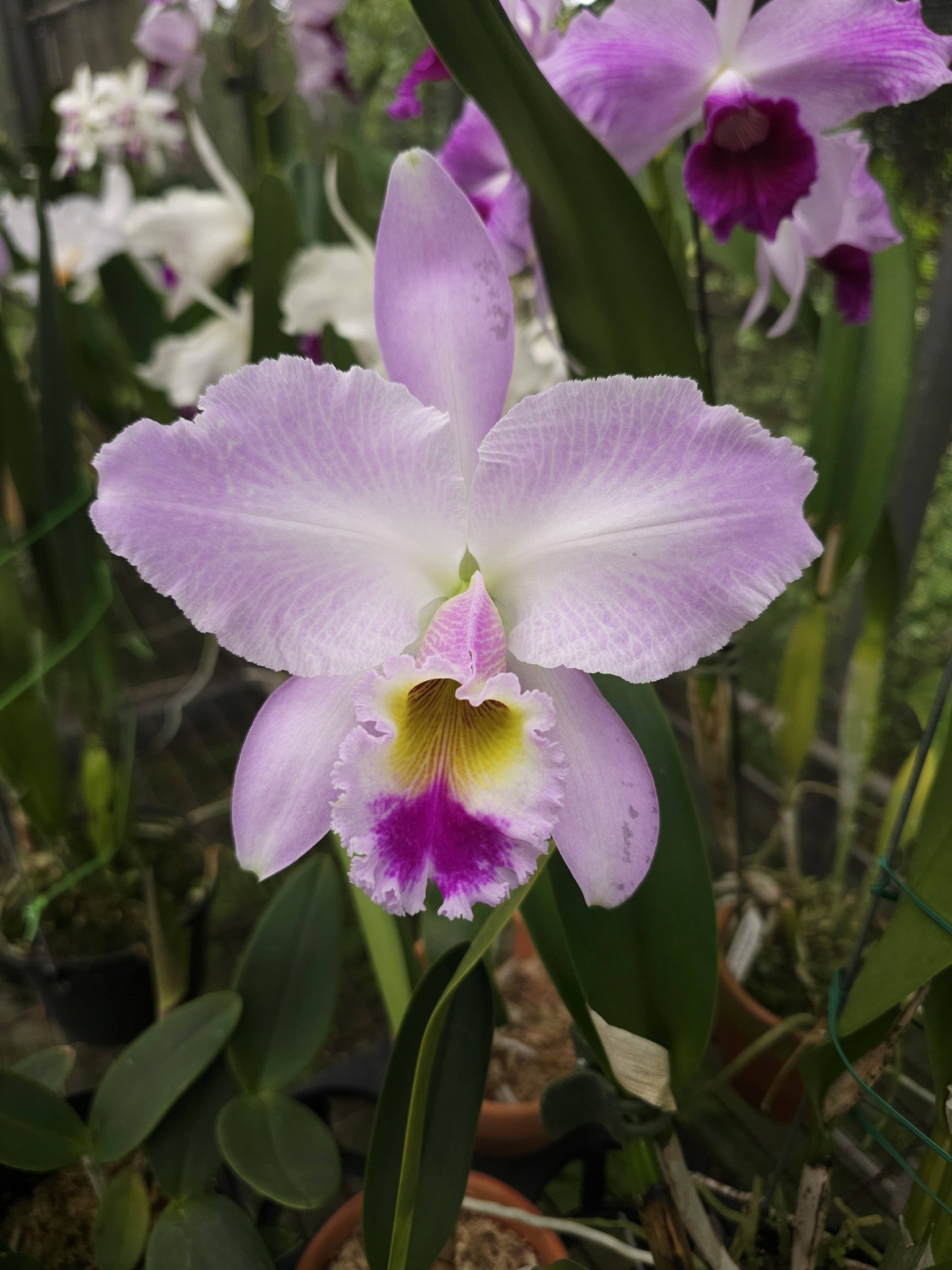 假日特價品～ 特價3芽1280元含運，整盆2200元含運C.gaskelliana 'Hero