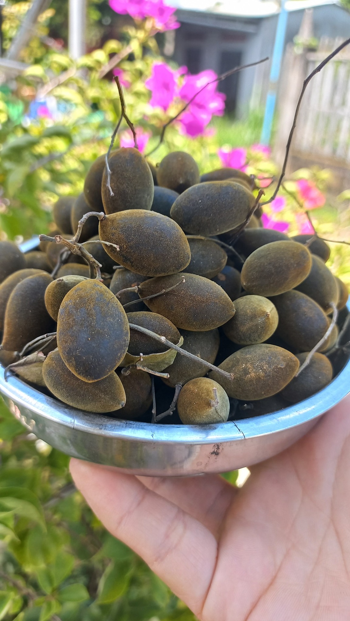 Chuyên Sỉ/Lẻ Trái Say Rừng Gia Lai/ Nhung Rừng Phan Rang Giá Rẻ Tại Kho ...