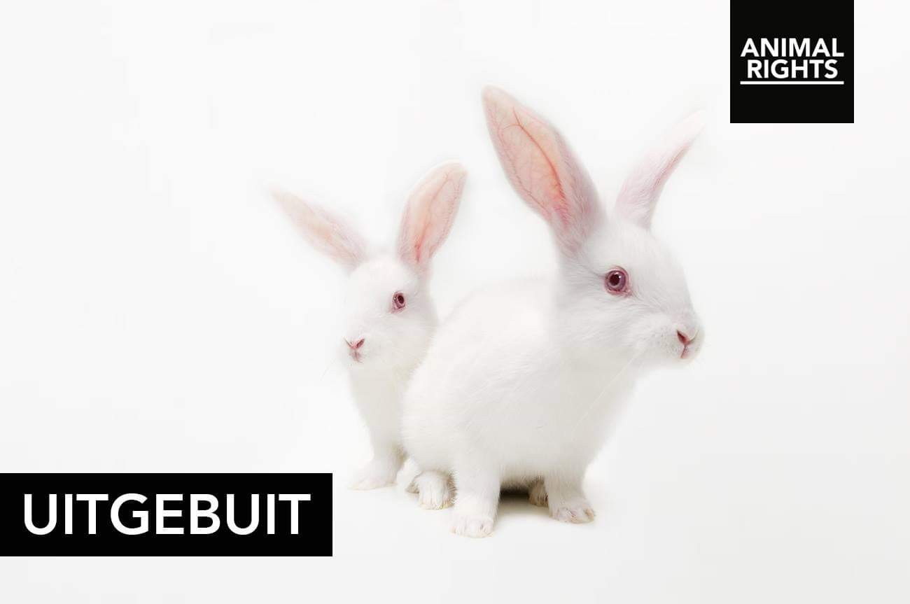 Saturday was world rabbit... - Animal Rights International | Facebook