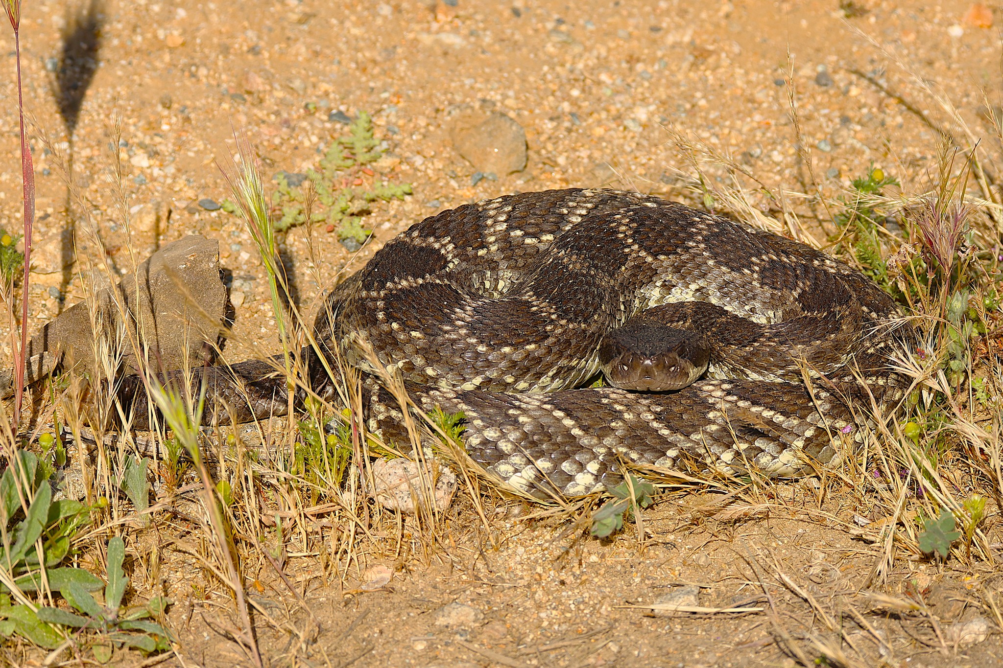 Rattlesnake under car at Yucaipa park