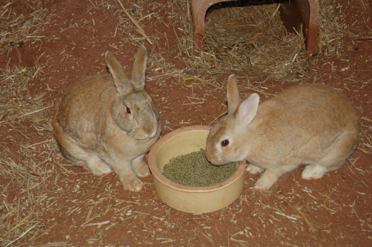 Dodge and Rosalee came to the Sanctuary... - Rabbit Sanctuary | Facebook