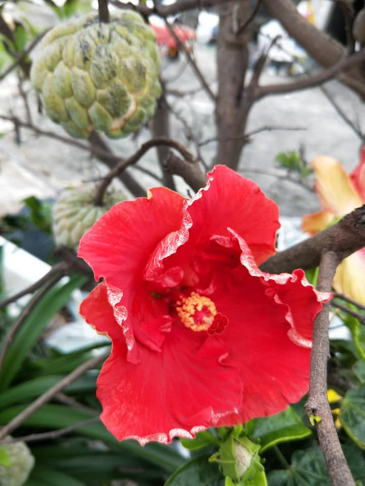 Zass17 - 跟大家分享一下釋迦樹的結果畫面, 前面那朵花是釋迦樹開的還是剛好種在前面已經不記得了,... | Facebook