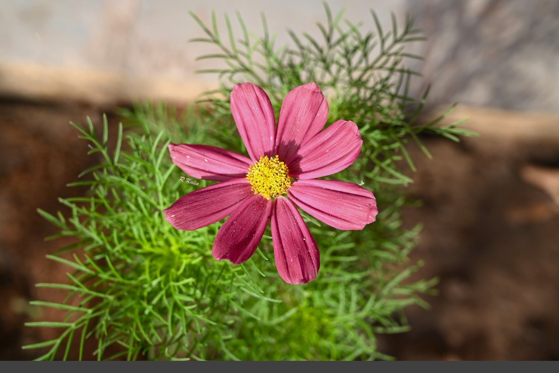 Cosmos flowers captured with Nikon Z6ii in Nabha, Punjab, India