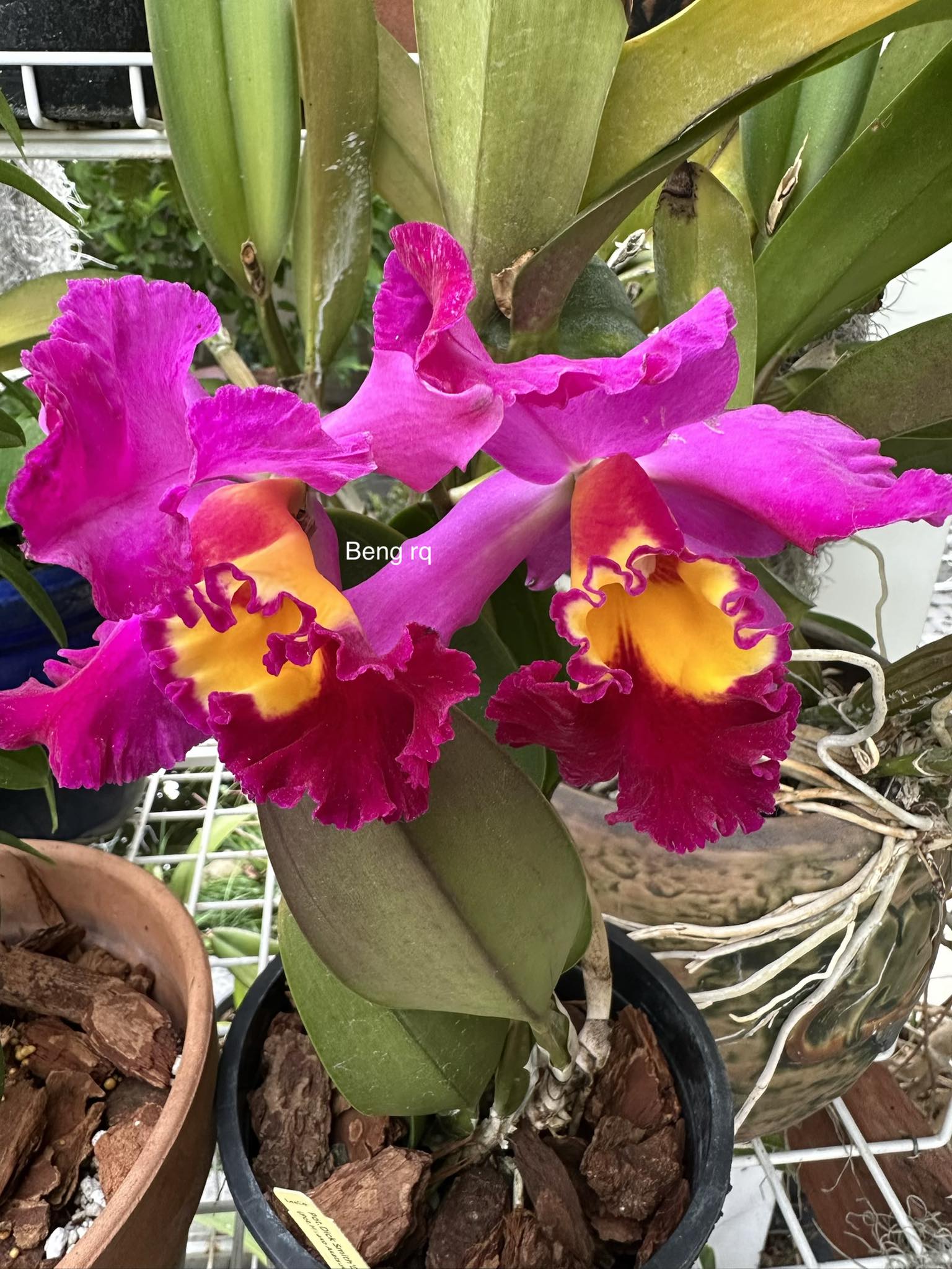 Pot. Dick Smith 'Dark Beauty' (Pot. Hisako Akatsuka x Hawaiian