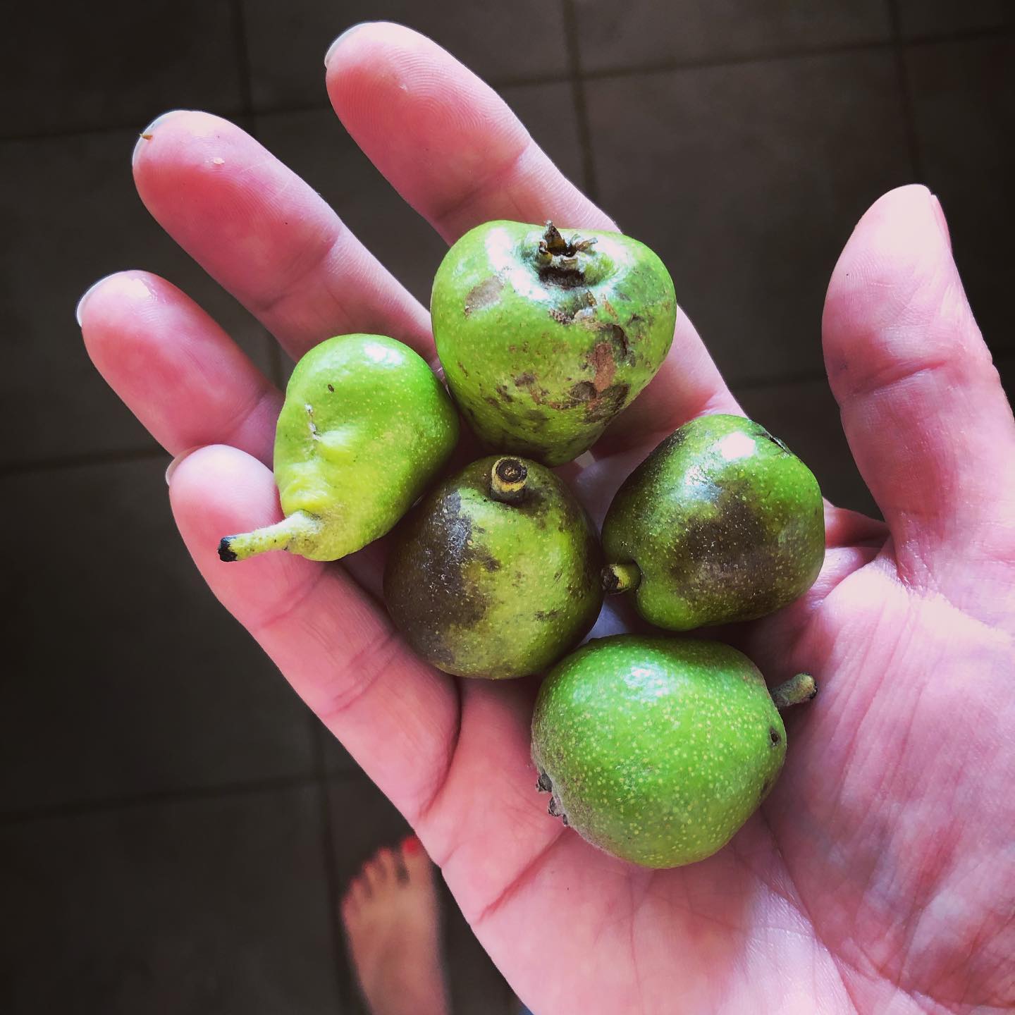 I found these yesterday! Mini Pears... - The Girl Who Gardens
