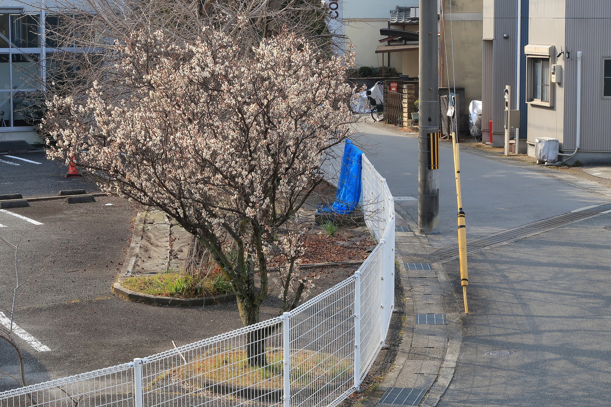 今日は朝から京都府長岡京市です? 2026.2.16