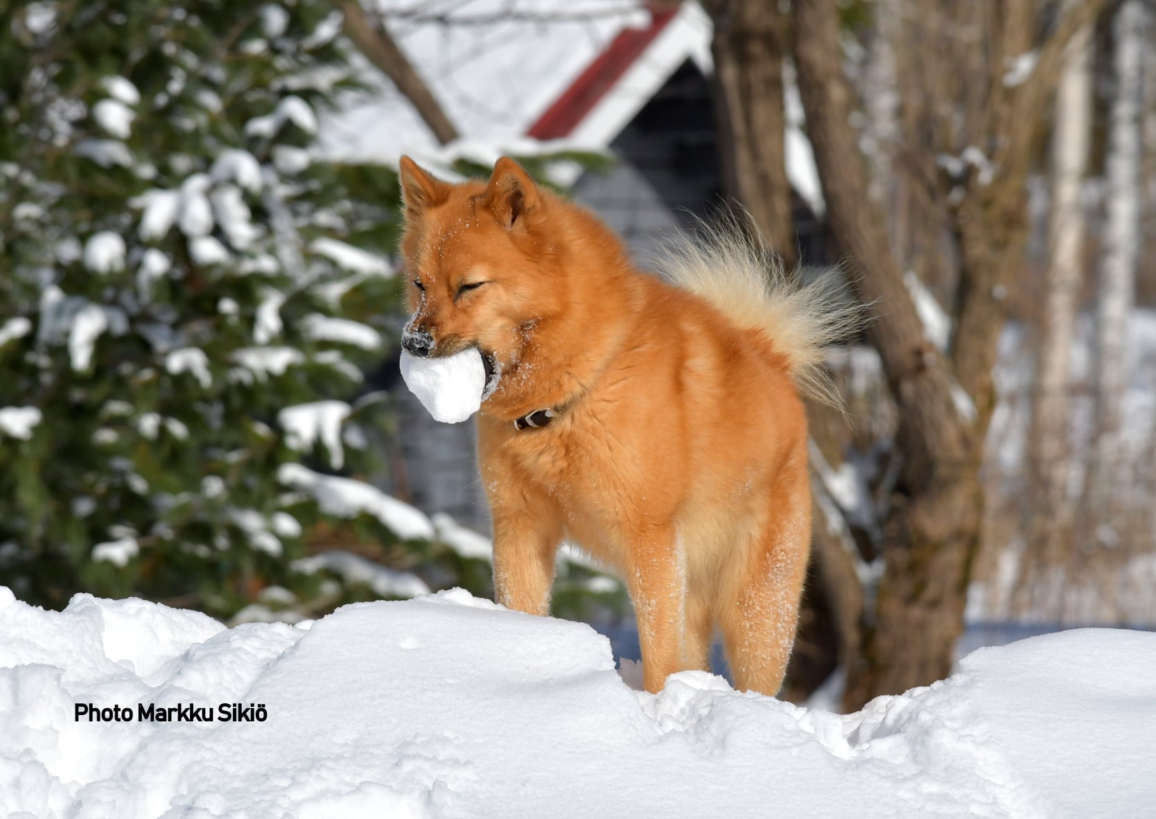 Finnish Spitz Club UK - The FINNISH SPITZ CLUB YEAR BOOK for 2020 has ...