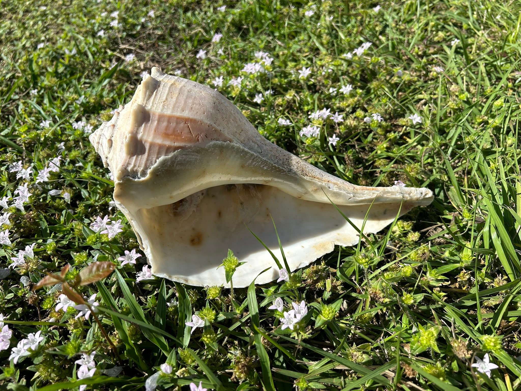 Florida Shelling Fanatics! 🐚 | The biggest shell I’ve ever found (not ...