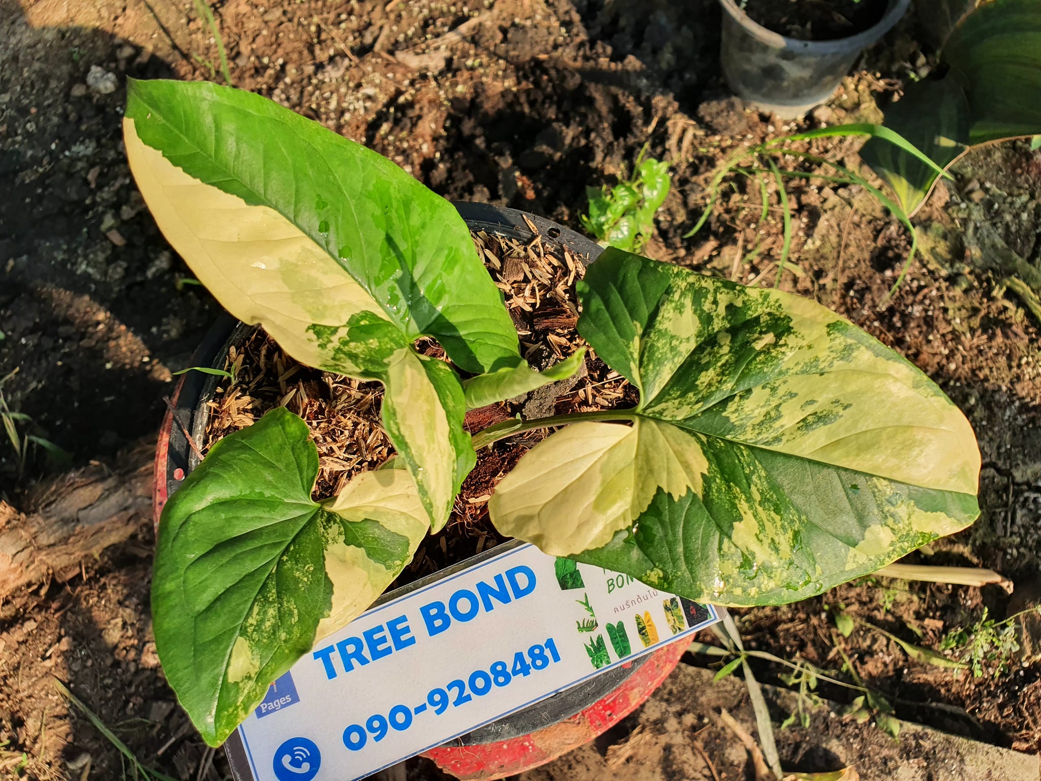 เงินไหลมาด่างเหลือง 3 ใบ 1... - Tree Bond คนรักต้นไม้