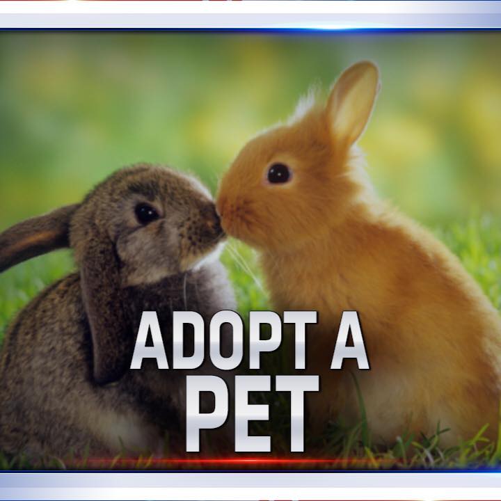 CottonTail Rabbit Rescue