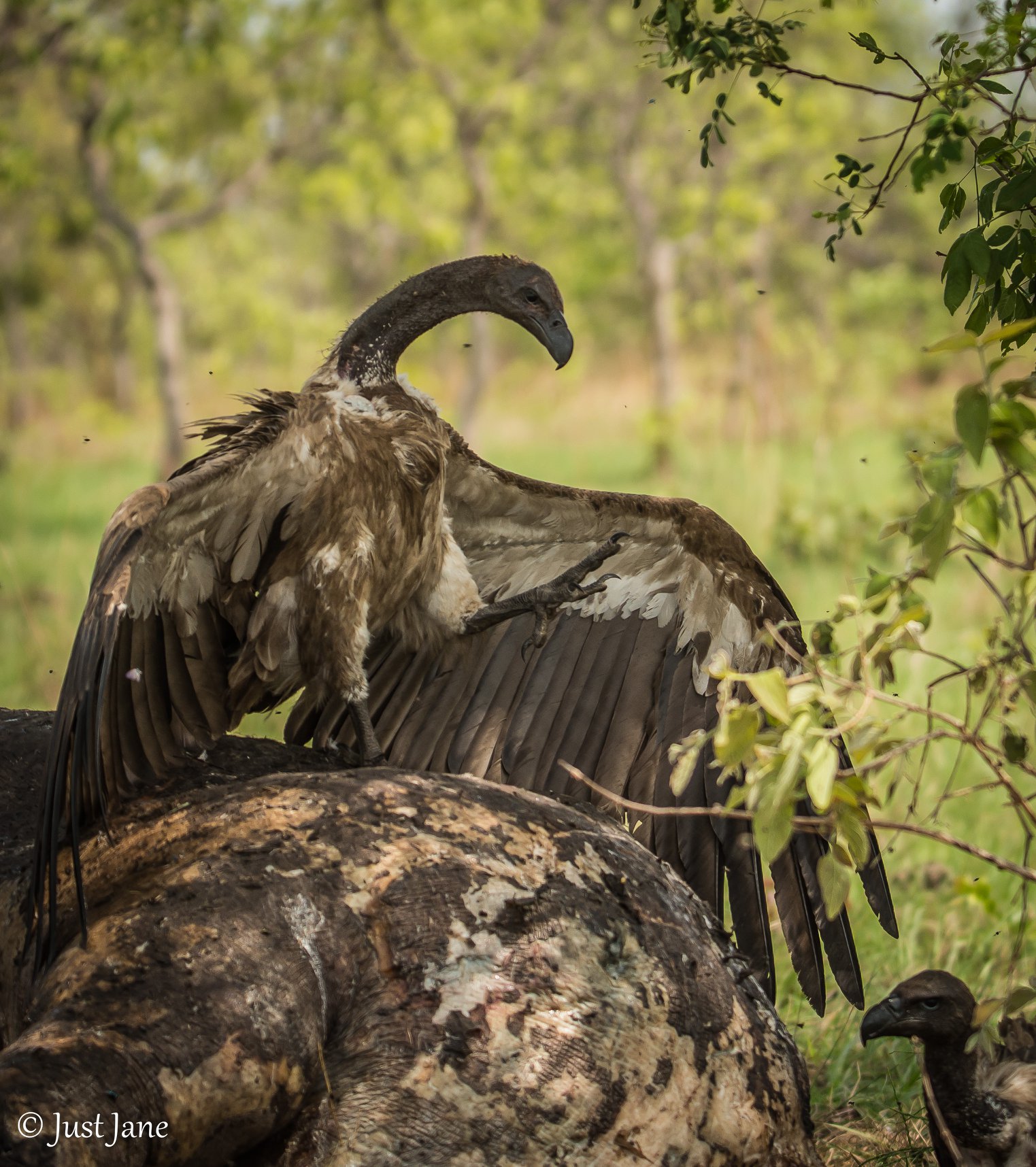 #Animal #facts #Tuesday How important... - Mapunga Bush Camp