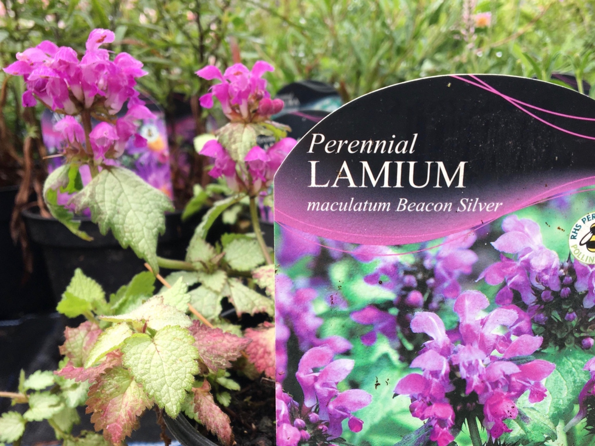 Horticare - Lamium Beacon Silver or Spotted Deadnettle is one of the