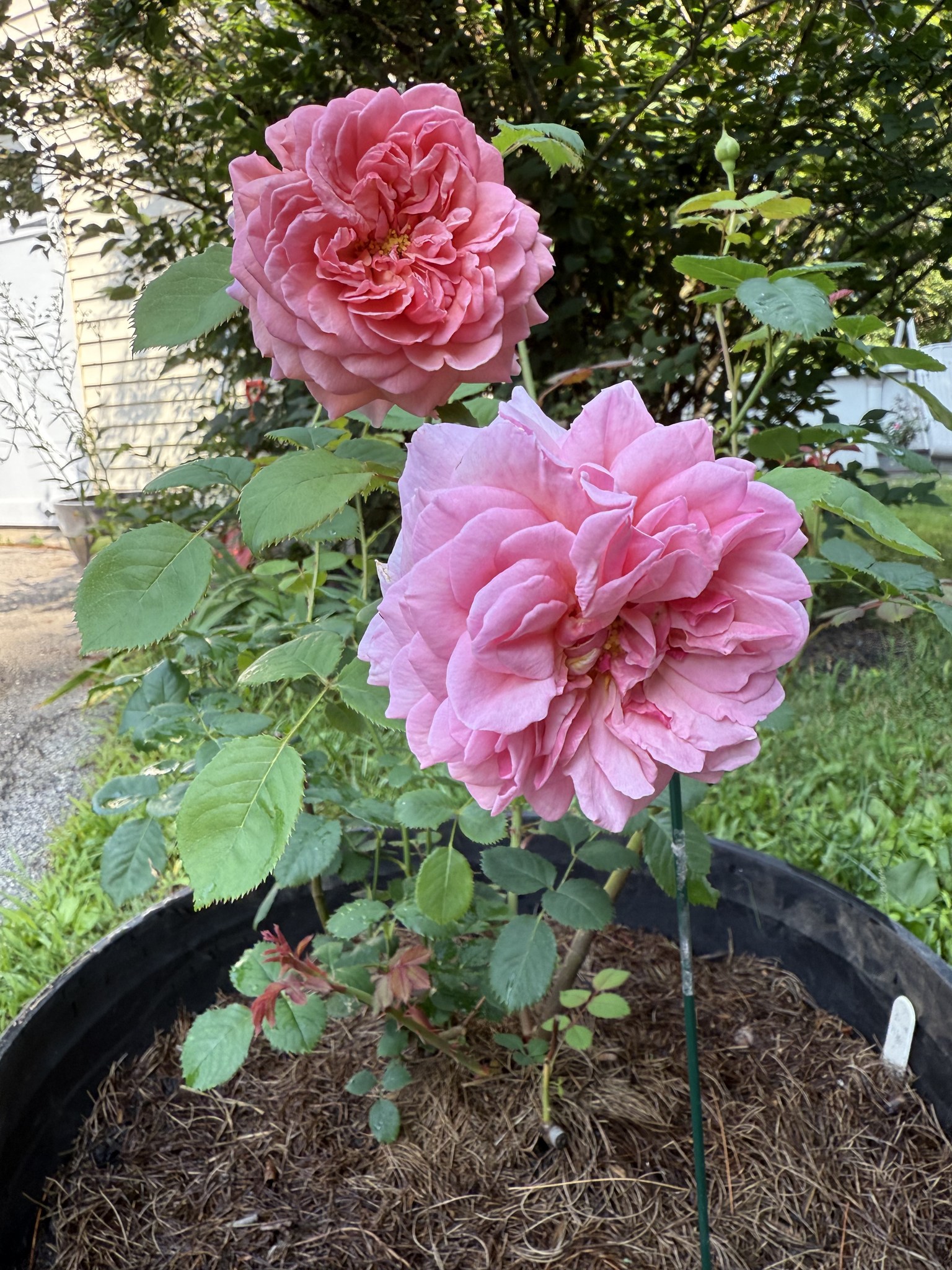 She deserves more recognition, Huntington Rose zone 10B California