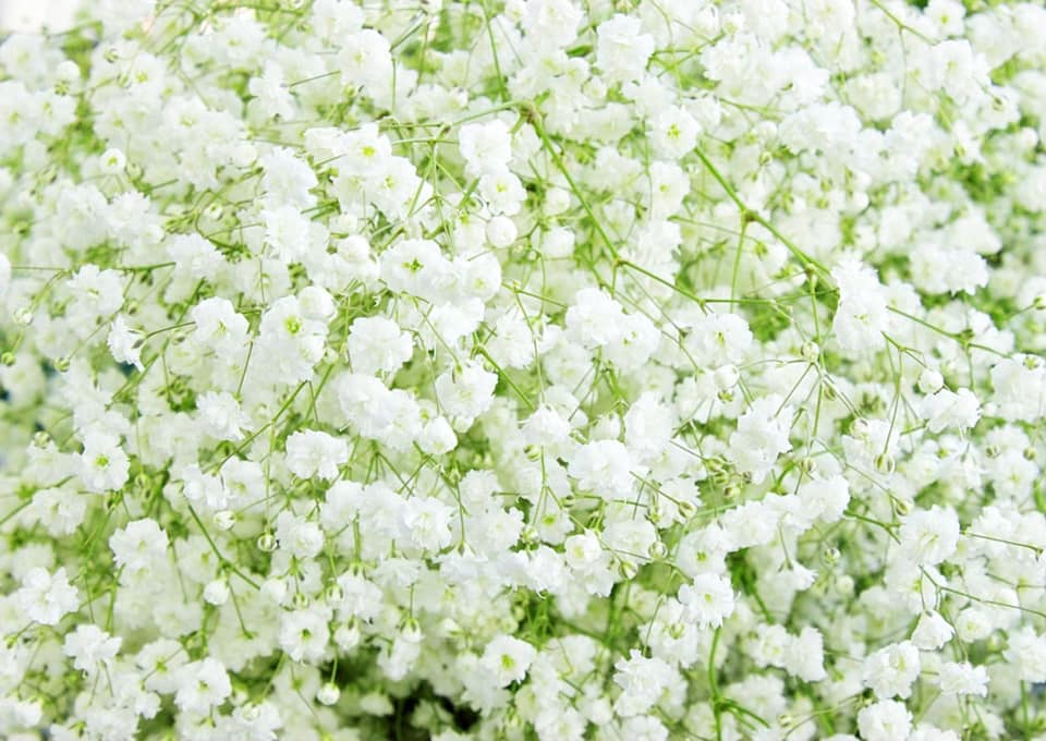 オランダ屋 西友三軒茶屋店 小さな白い小花が可愛いかすみ草 昔からずーっと人気のあるお花です オランダ屋 三軒茶屋店 かすみ草 Facebook
