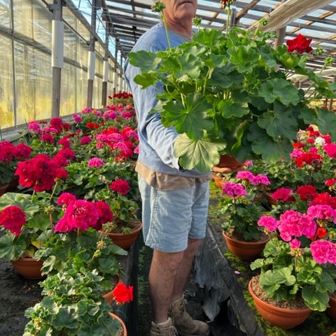 I believe in Angels | Geranium Man
