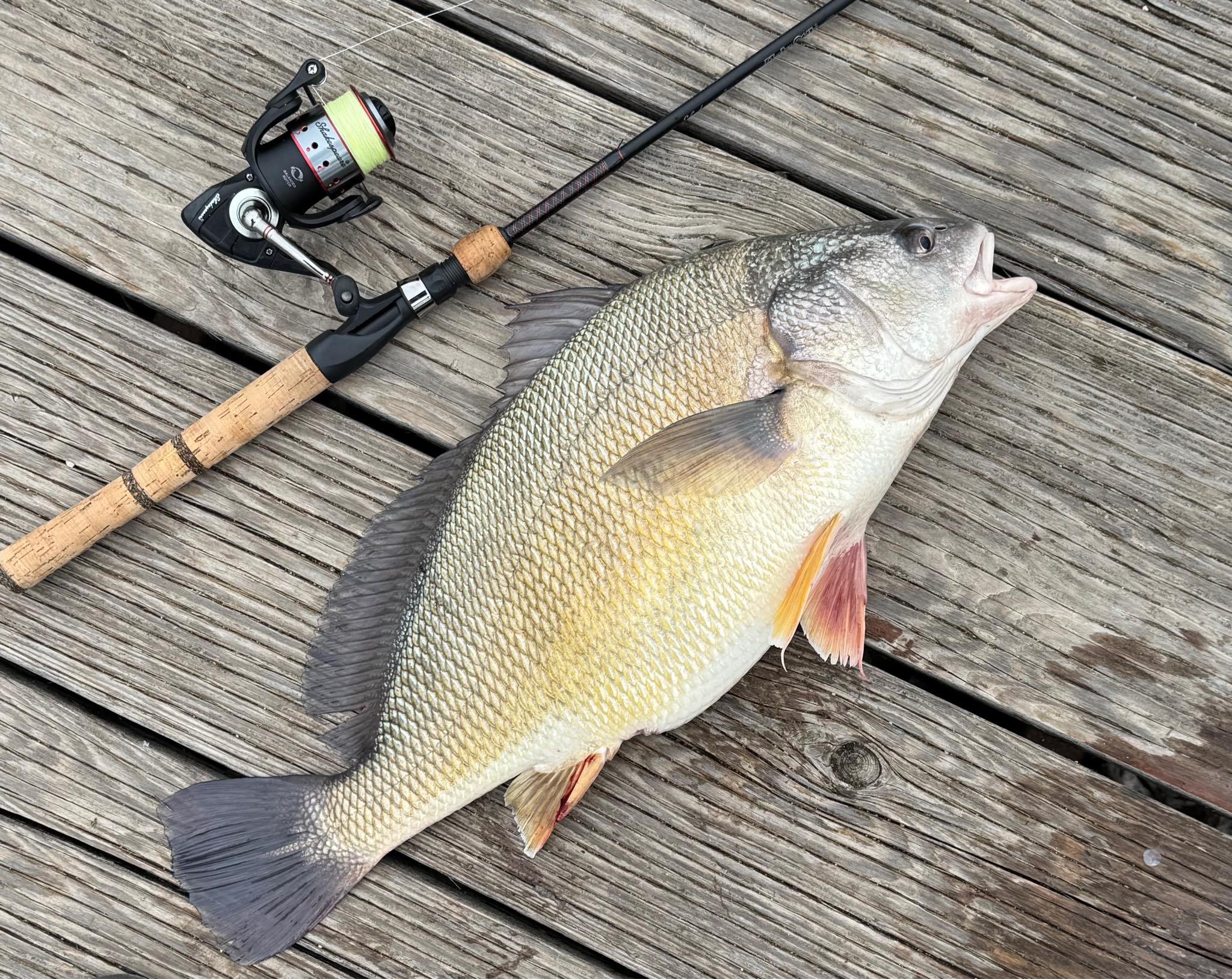 electric fishing reel amazon Penn Fathom Reel Kit, Includes Reel, Battery, and Charger : Sports & Outdoors A powerful brushed variable Rapala DT Series Crankbait 110 Size:29