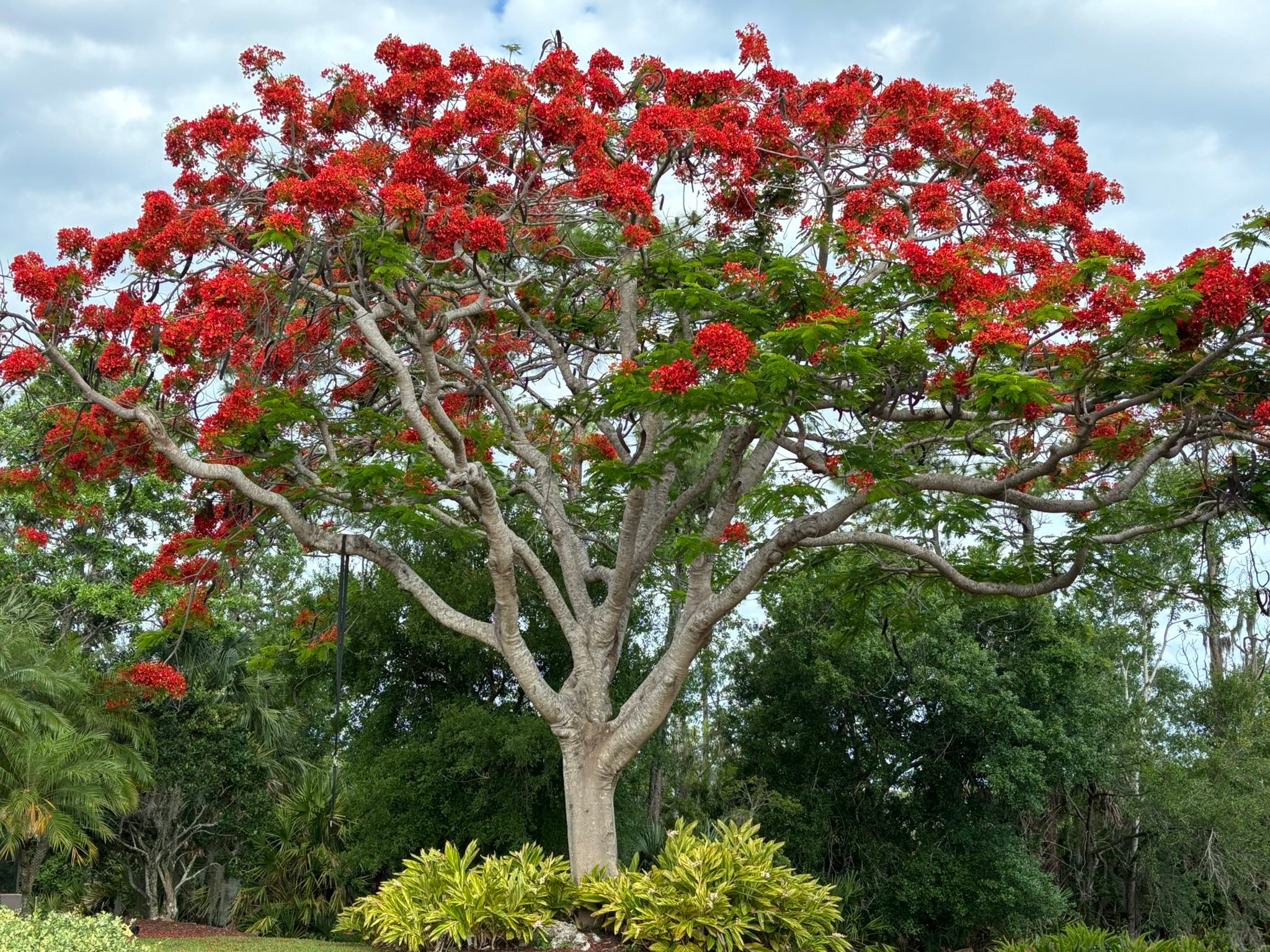 What is the name of this beautiful tree with red flowers?
