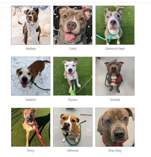 dogs at risk due to overcrowding at philly shelter | Philadelphia, PA